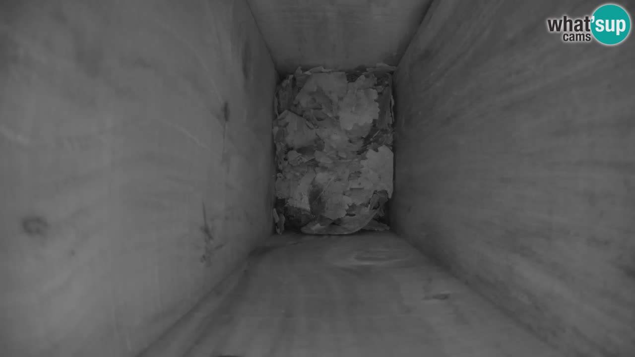 Webcam Bird feeders at ZOO Ljubljana