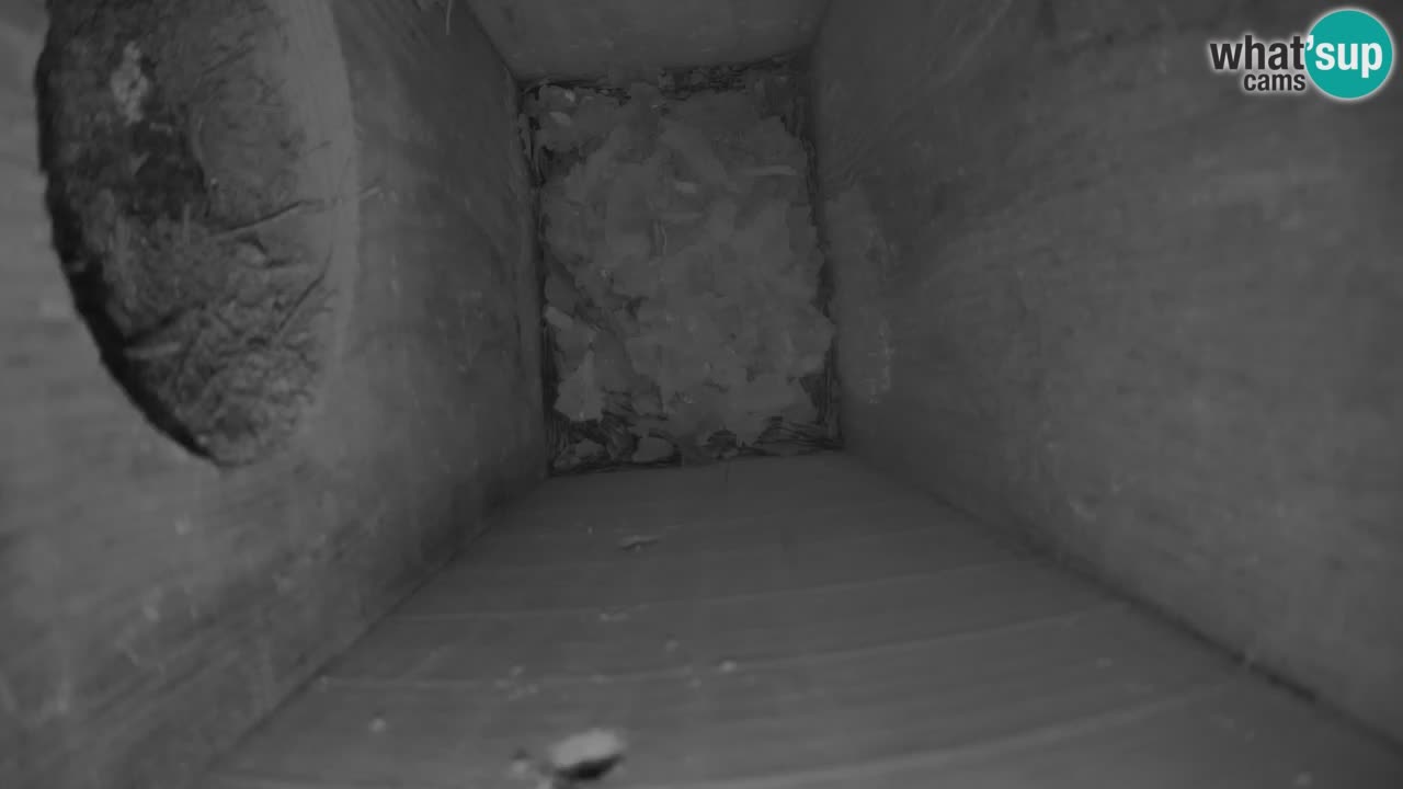 Webcam live Mangeoires pour oiseaux au Ljubljana ZOO