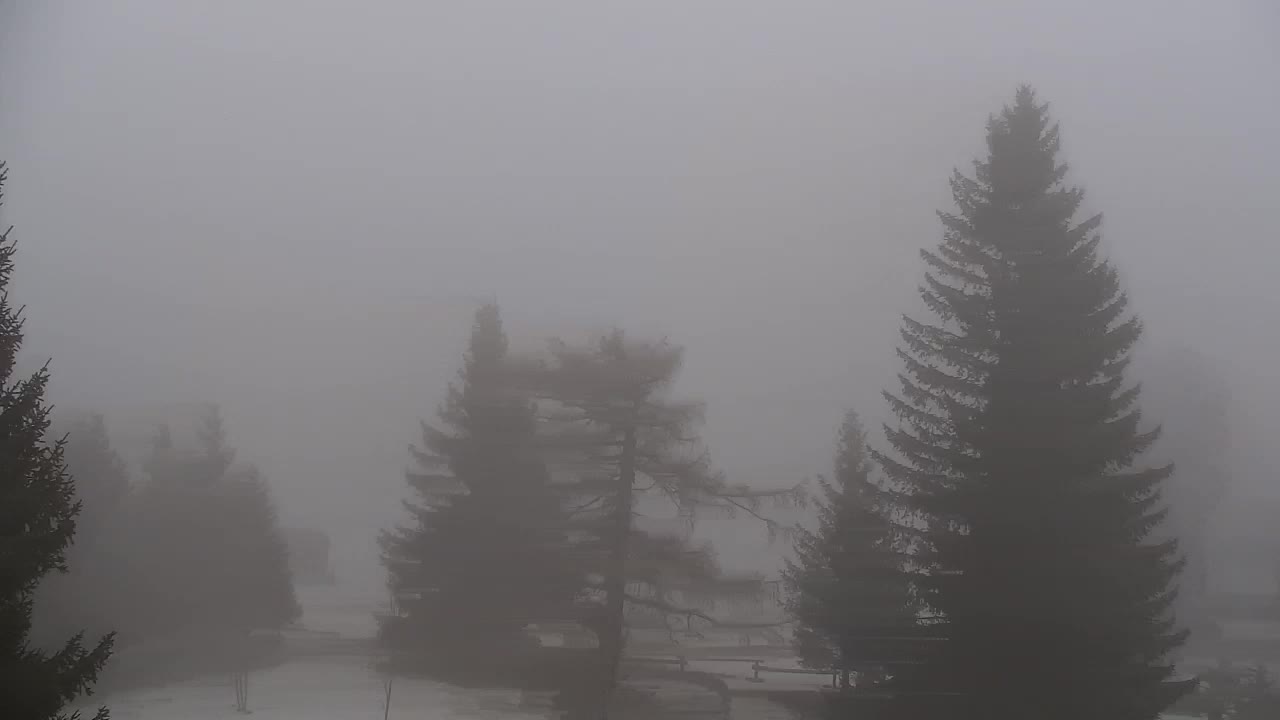 Webcam Lokve – La beauté de la forêt de Trnovo