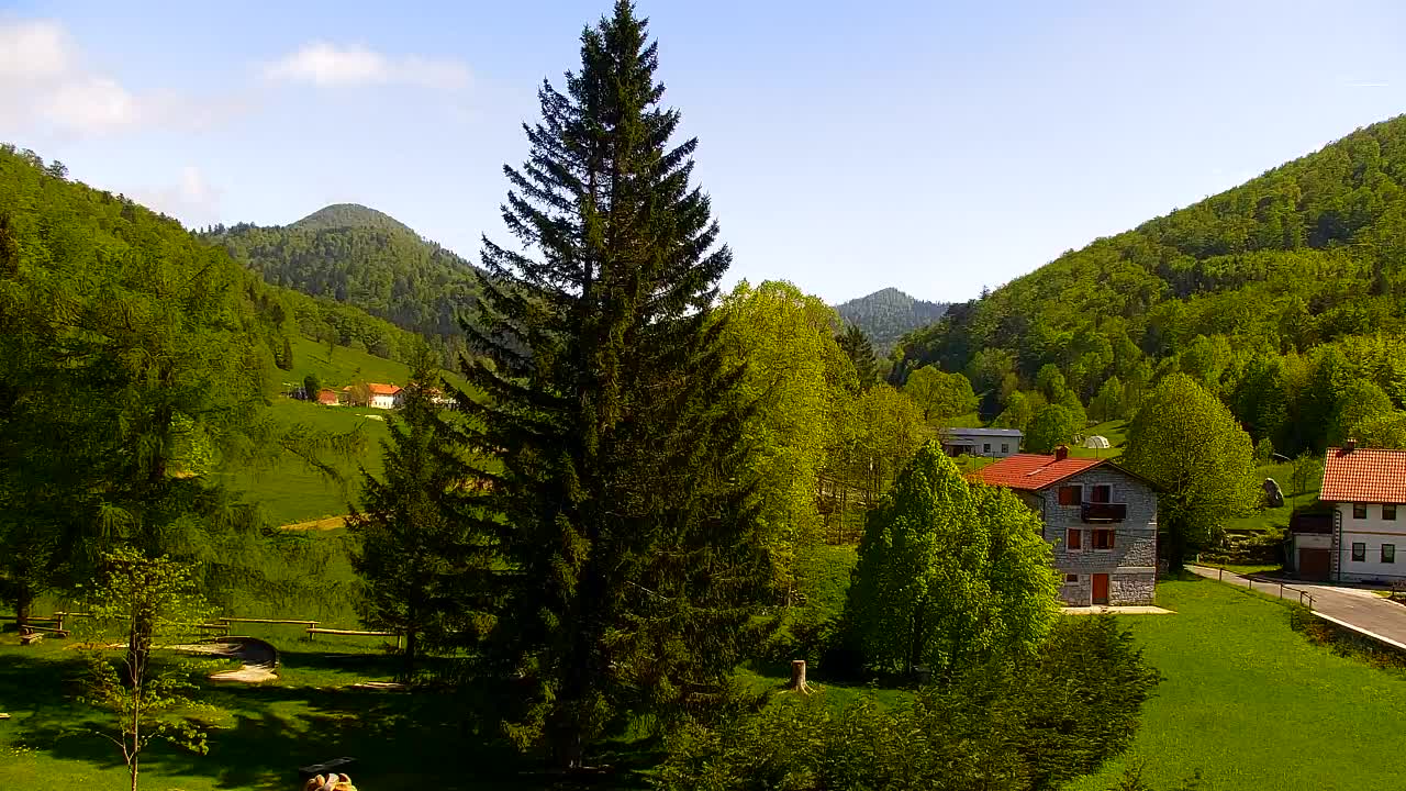 Webcam Loqua / Lokve – La bellezza della selva di Tarnova