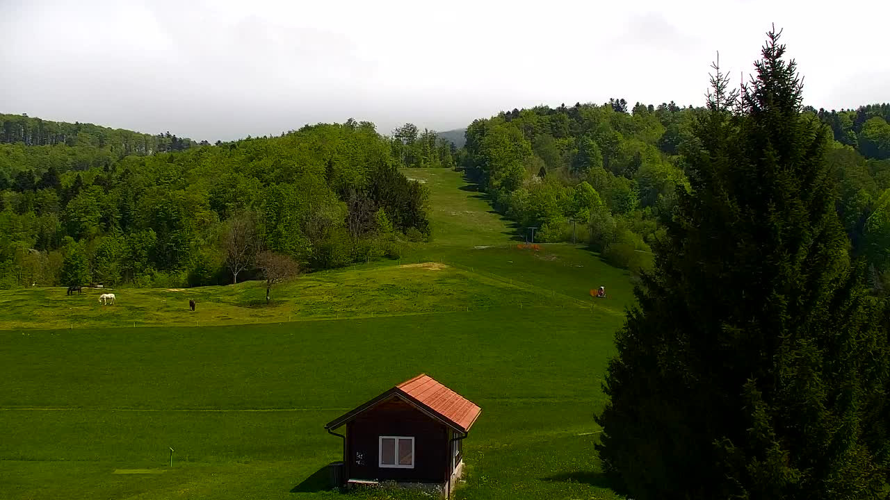 Webcam Loqua / Lokve – La bellezza della selva di Tarnova
