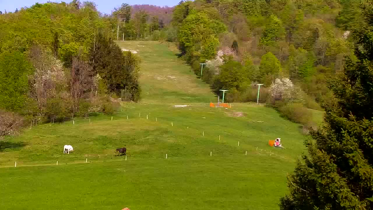 Webcam Loqua / Lokve – La bellezza della selva di Tarnova