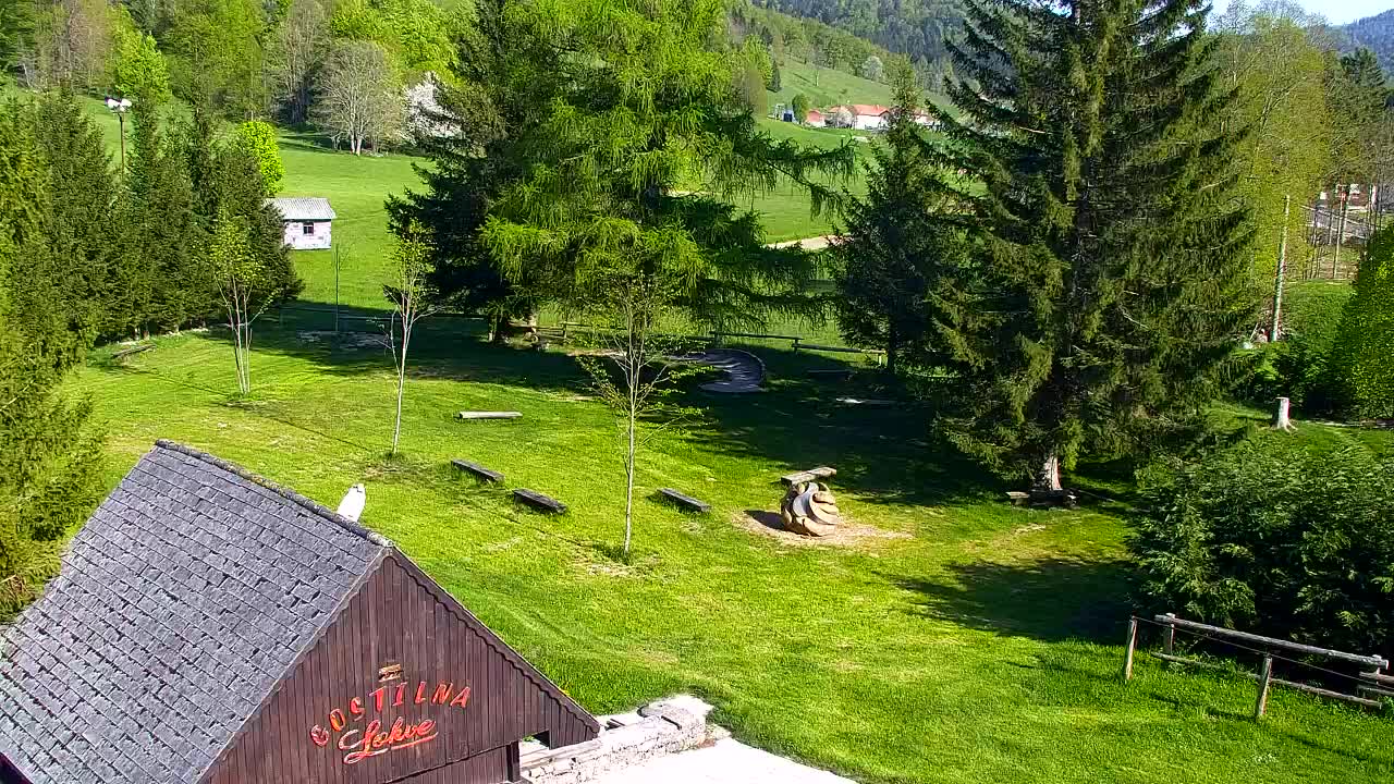 Webcam Loqua / Lokve – La bellezza della selva di Tarnova