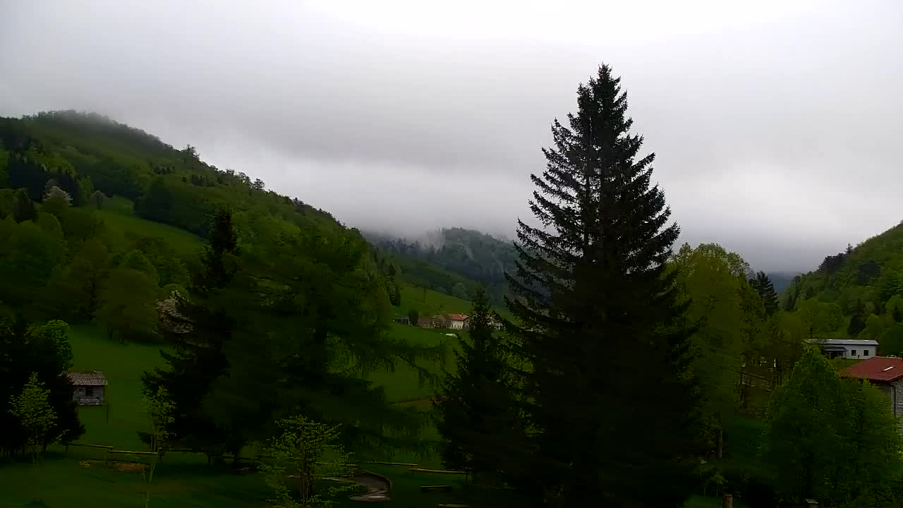 Webcam Loqua / Lokve – La bellezza della selva di Tarnova