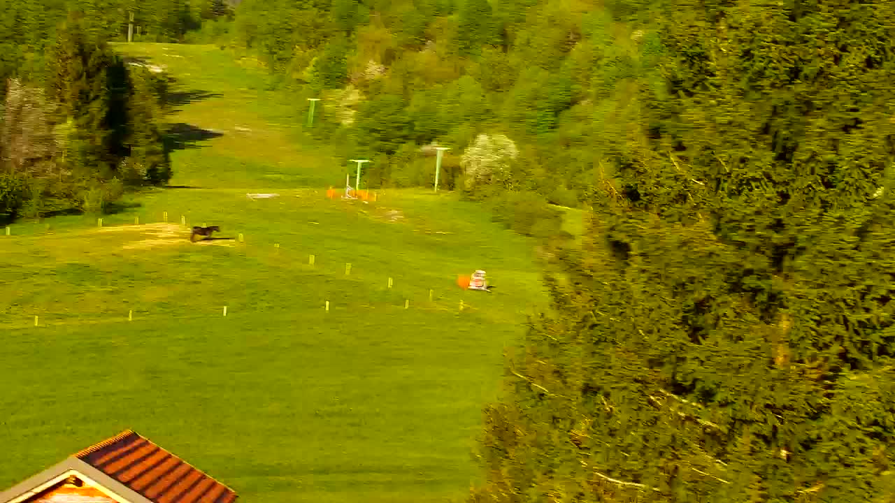 Webcam Lokve – The beauty of the Trnovo forest