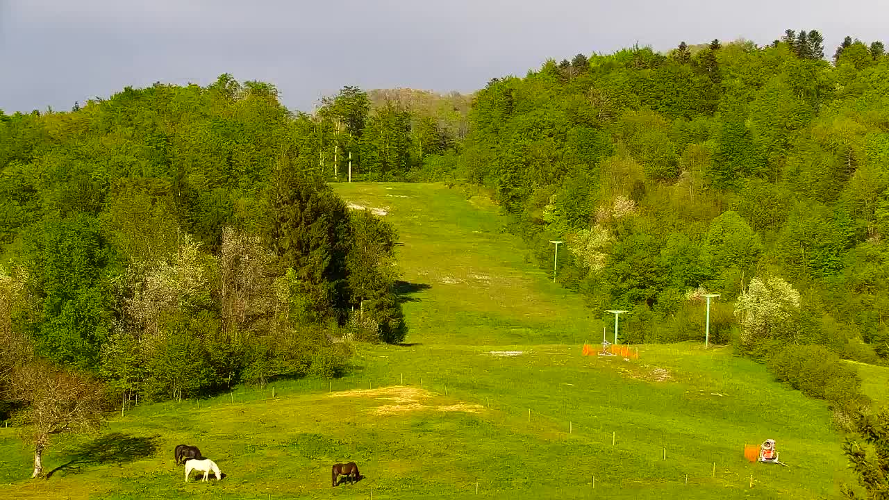Webcam Loqua / Lokve – La bellezza della selva di Tarnova