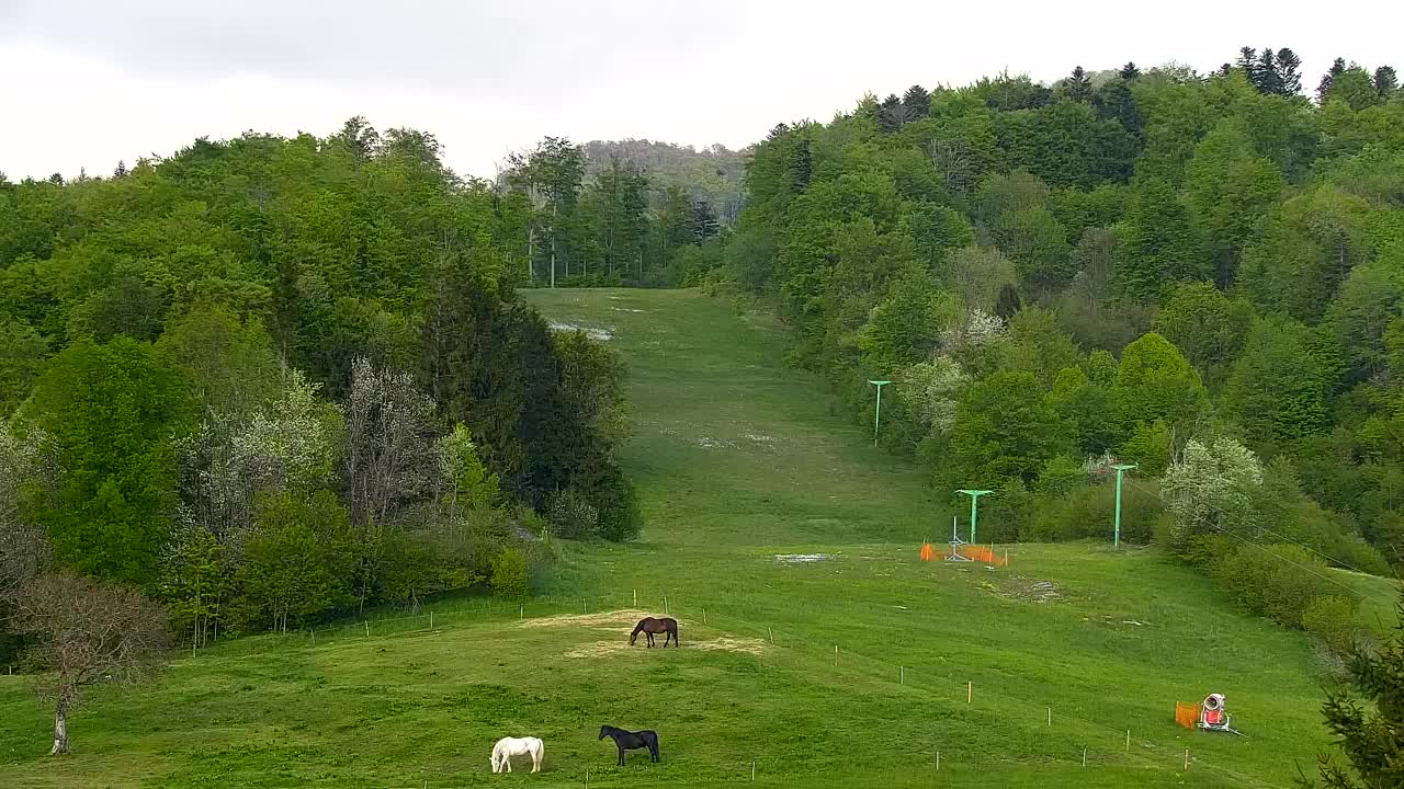 Webcam Loqua / Lokve – La bellezza della selva di Tarnova