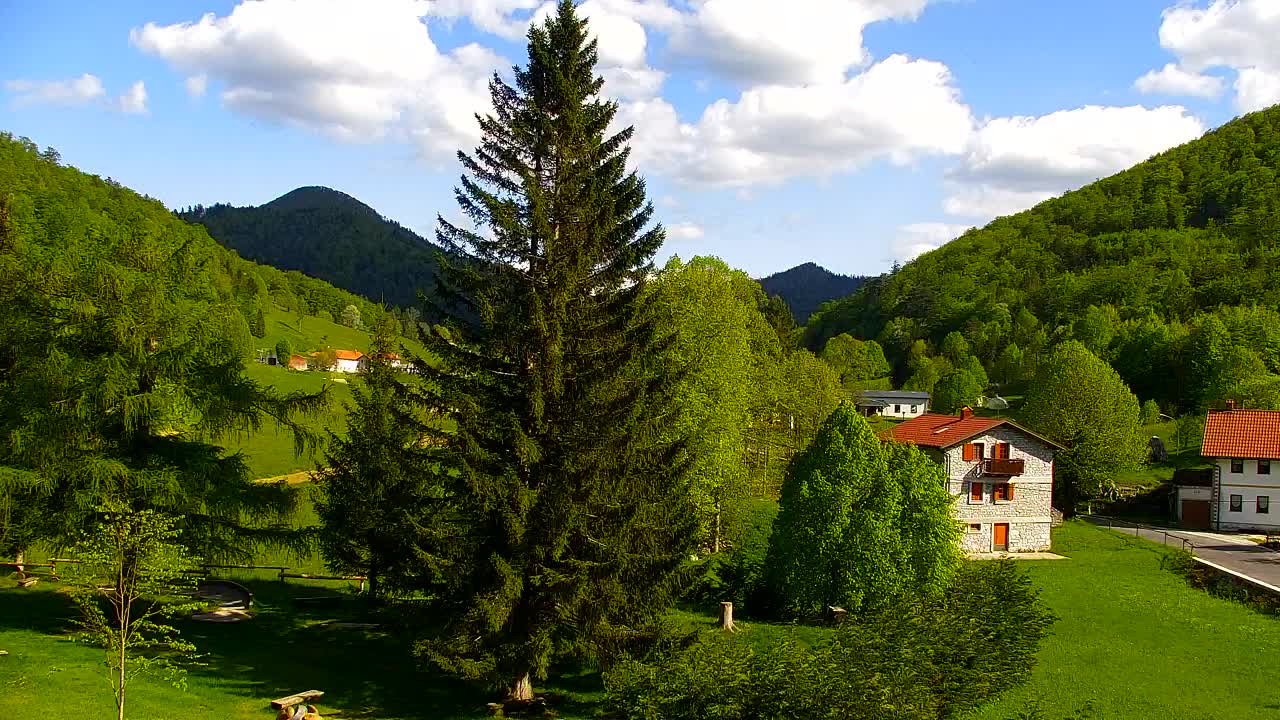 Webcam Loqua / Lokve – La bellezza della selva di Tarnova