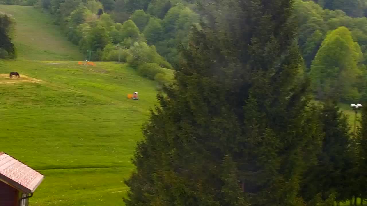 Webcam Loqua / Lokve – La bellezza della selva di Tarnova