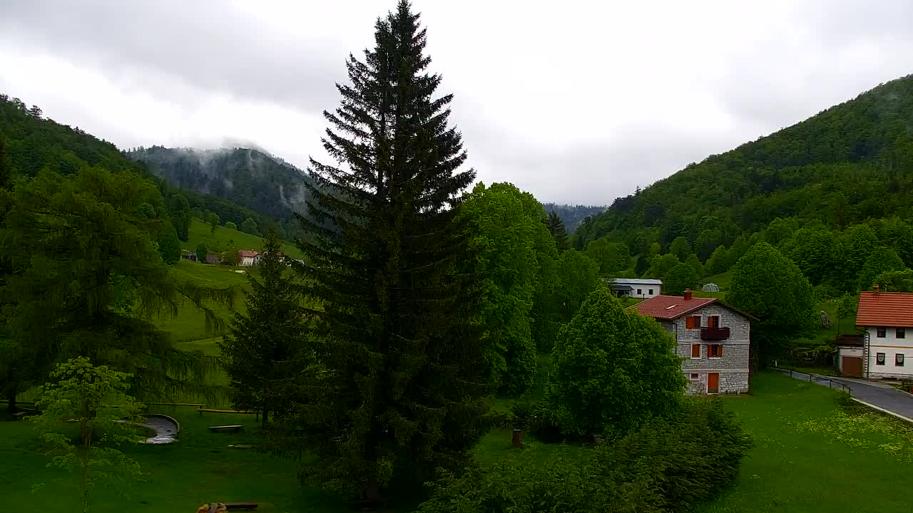Webcam Loqua / Lokve – La bellezza della selva di Tarnova
