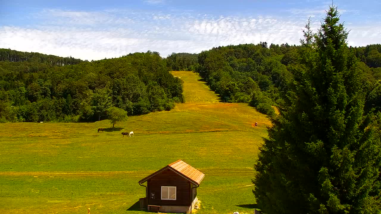 Webcam Lokve – La beauté de la forêt de Trnovo