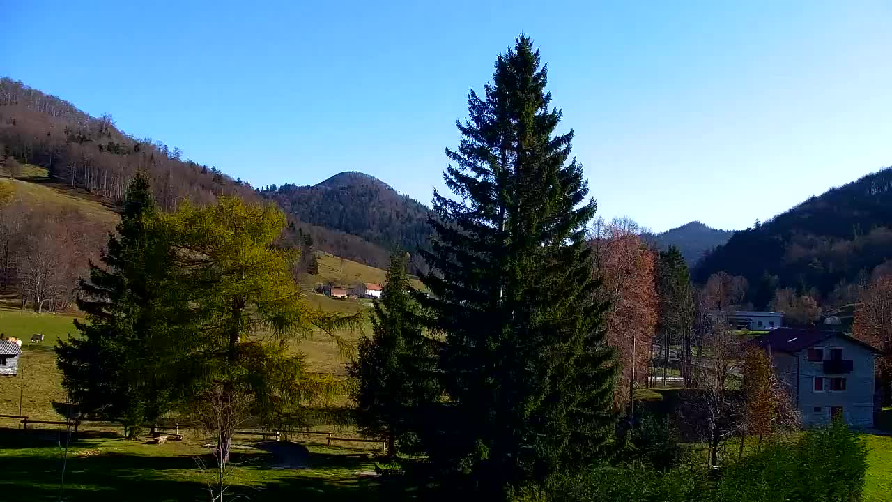 Webcam Loqua / Lokve – La bellezza della selva di Tarnova