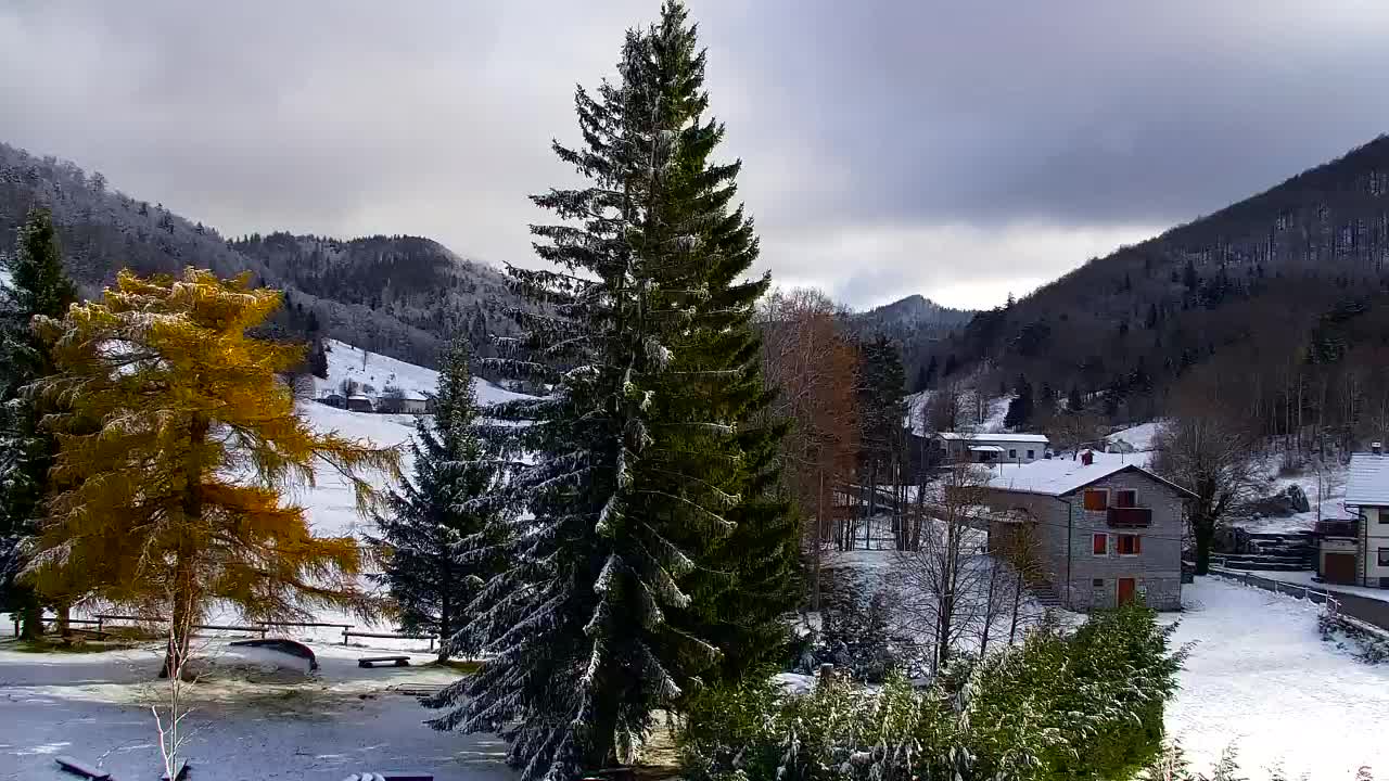 Webcam Loqua / Lokve – La bellezza della selva di Tarnova