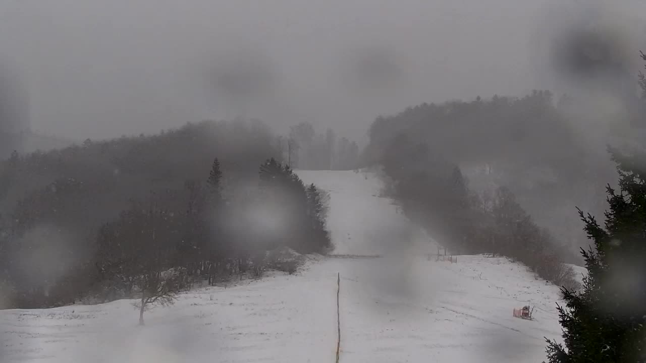 Webcam Loqua / Lokve – La bellezza della selva di Tarnova