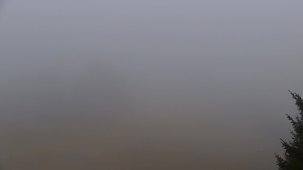 Webcam Loqua / Lokve – La bellezza della selva di Tarnova