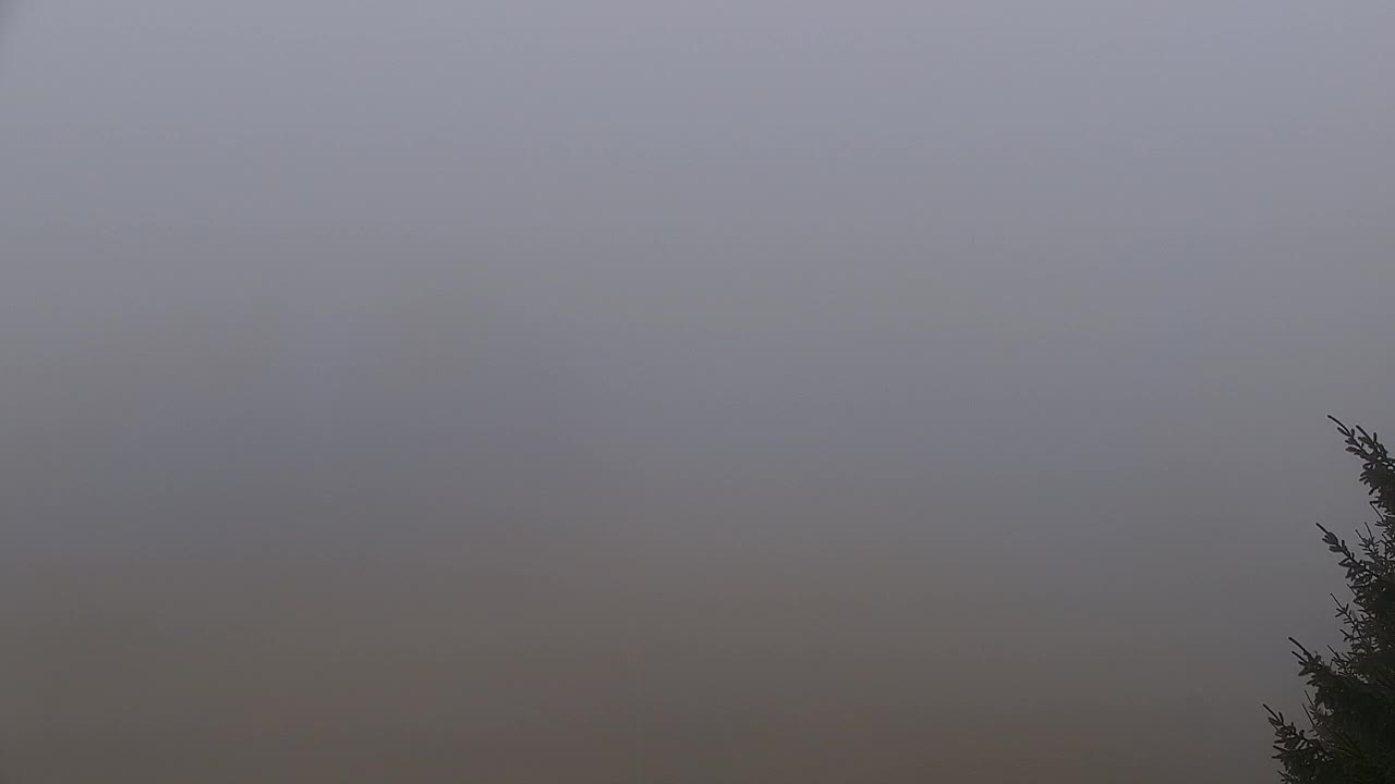 Webcam Loqua / Lokve – La bellezza della selva di Tarnova