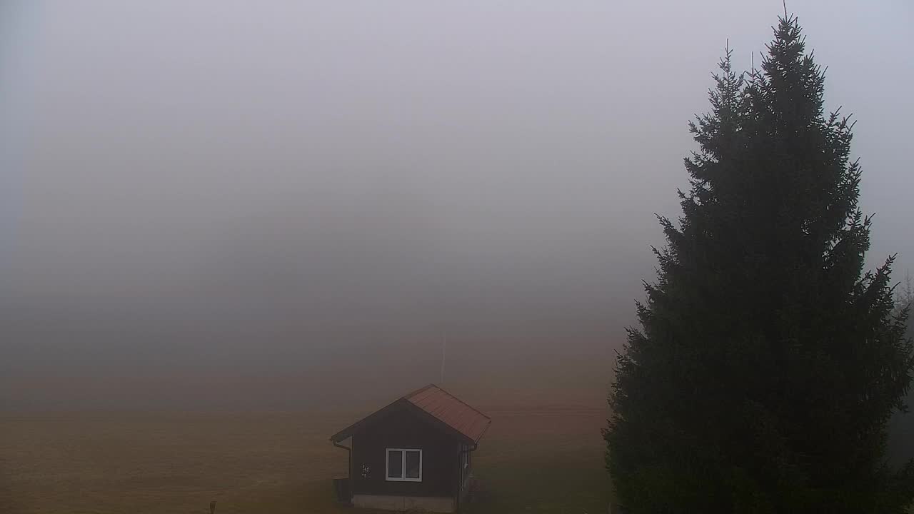 Webcam Loqua / Lokve – La bellezza della selva di Tarnova