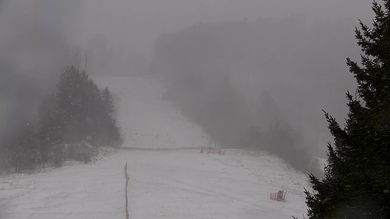 Webcam Lokve – The beauty of the Trnovo forest