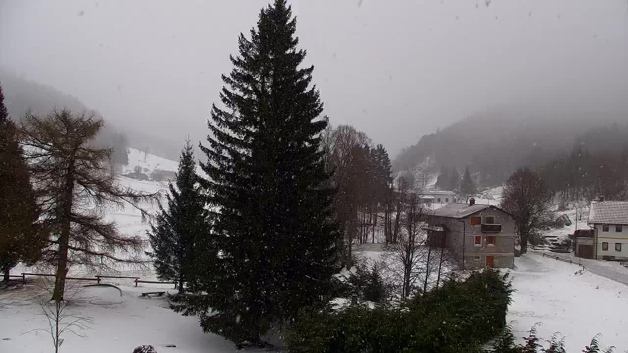 Webcam Loqua / Lokve – La bellezza della selva di Tarnova