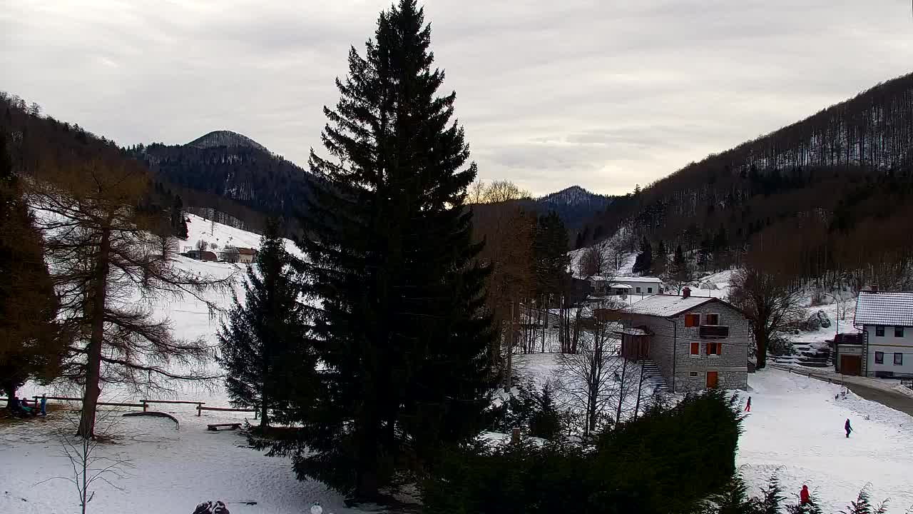 Webcam Loqua / Lokve – La bellezza della selva di Tarnova