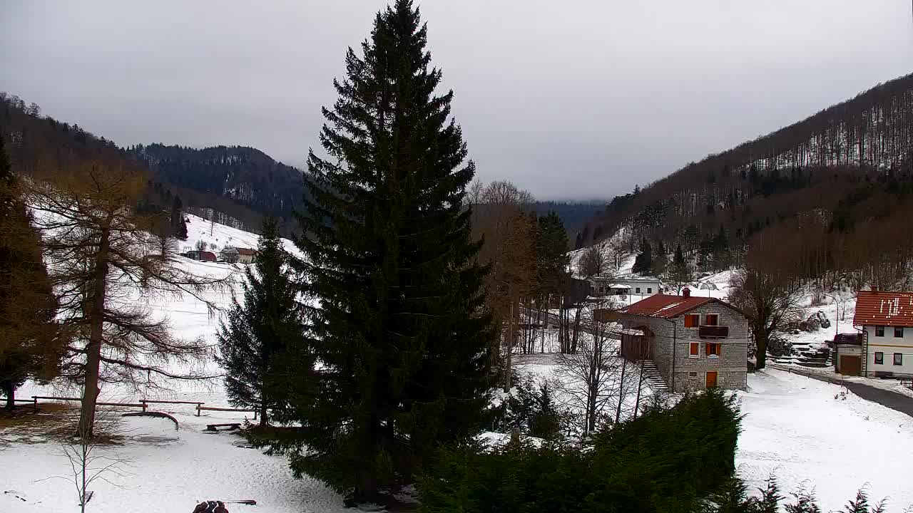 Webcam Loqua / Lokve – La bellezza della selva di Tarnova