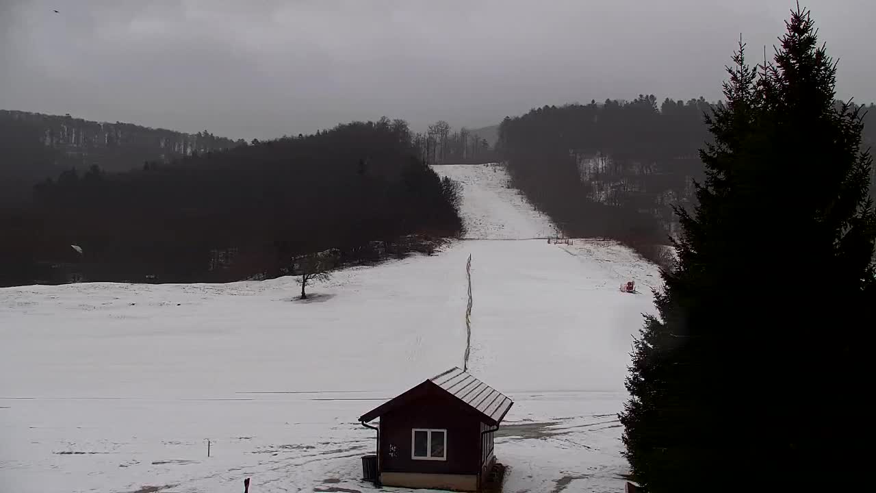 Webcam Loqua / Lokve – La bellezza della selva di Tarnova