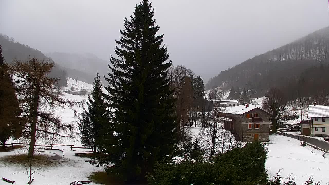 Webcam Loqua / Lokve – La bellezza della selva di Tarnova