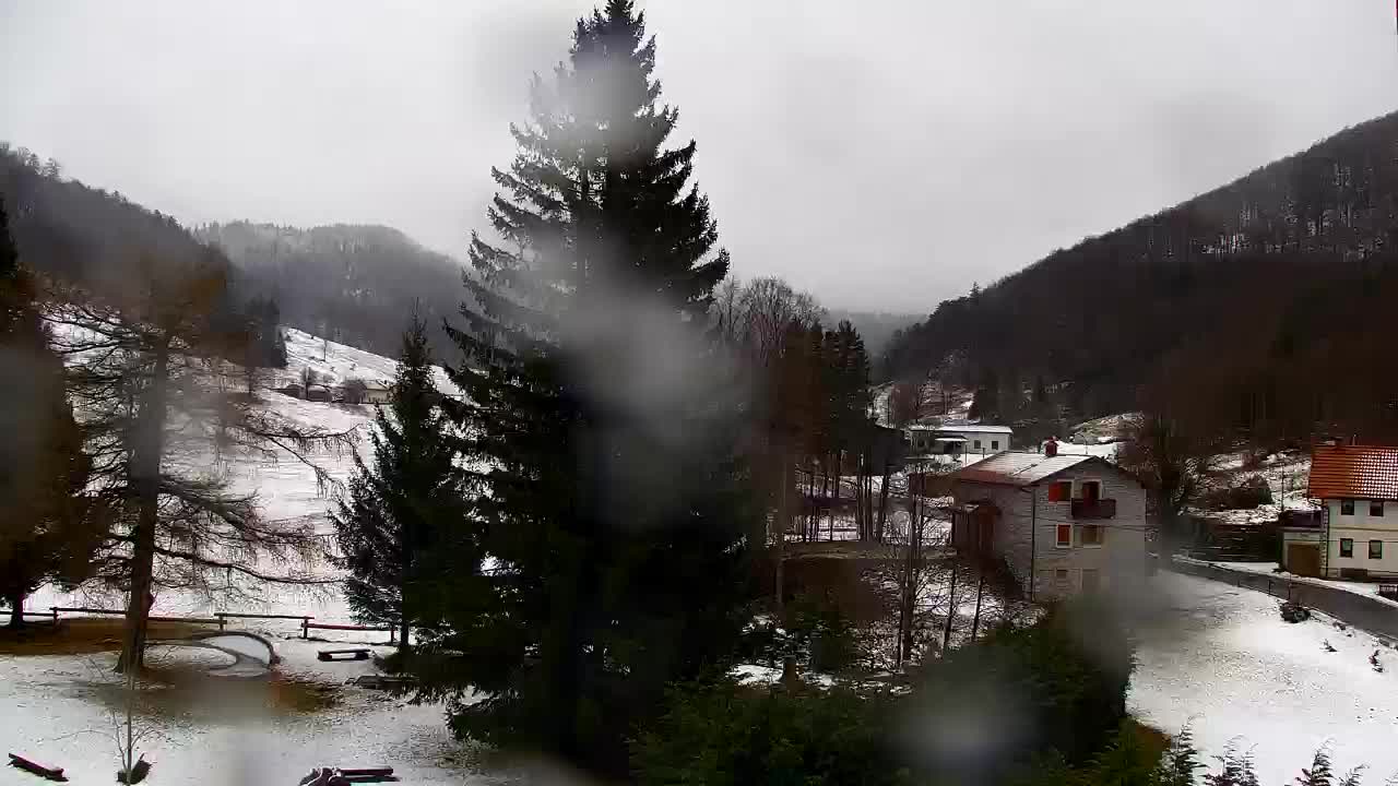 Webcam Loqua / Lokve – La bellezza della selva di Tarnova