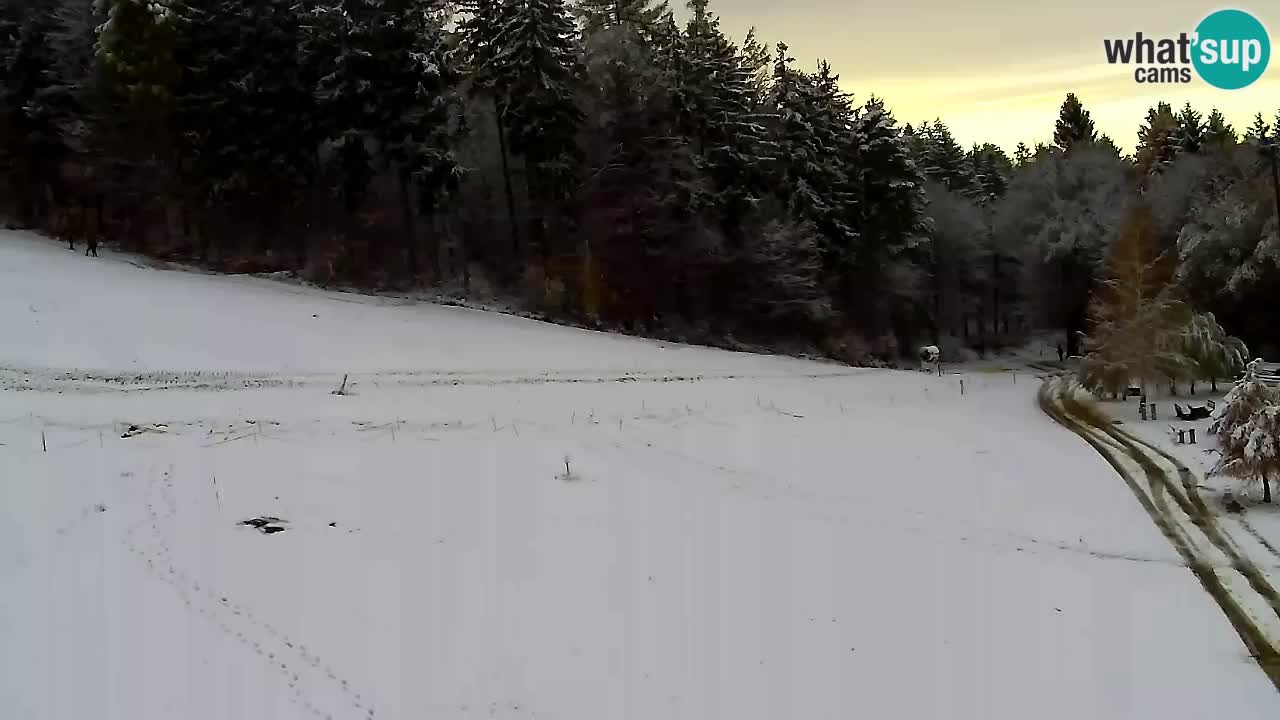 Web Camera Pohorje Trikotna Jasa | Poštela