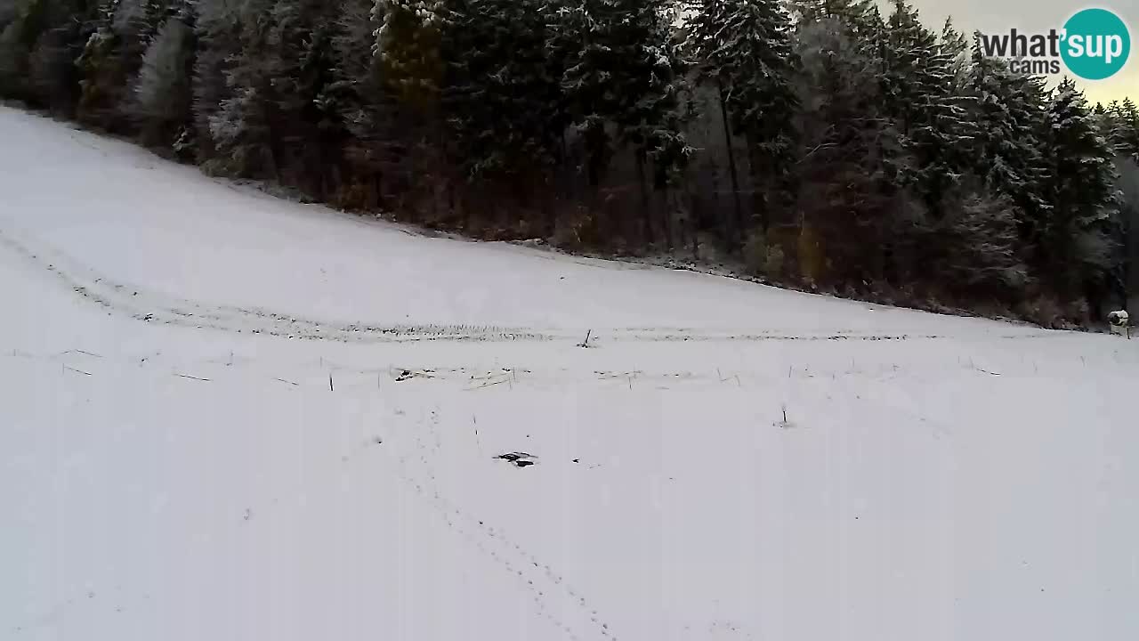 Web Camera Pohorje Trikotna Jasa | Poštela