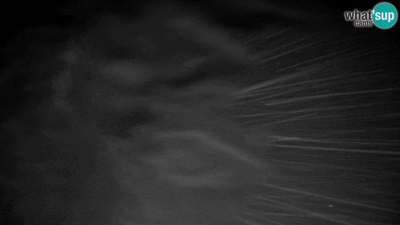 Webcam Pohorje | Station Sleme