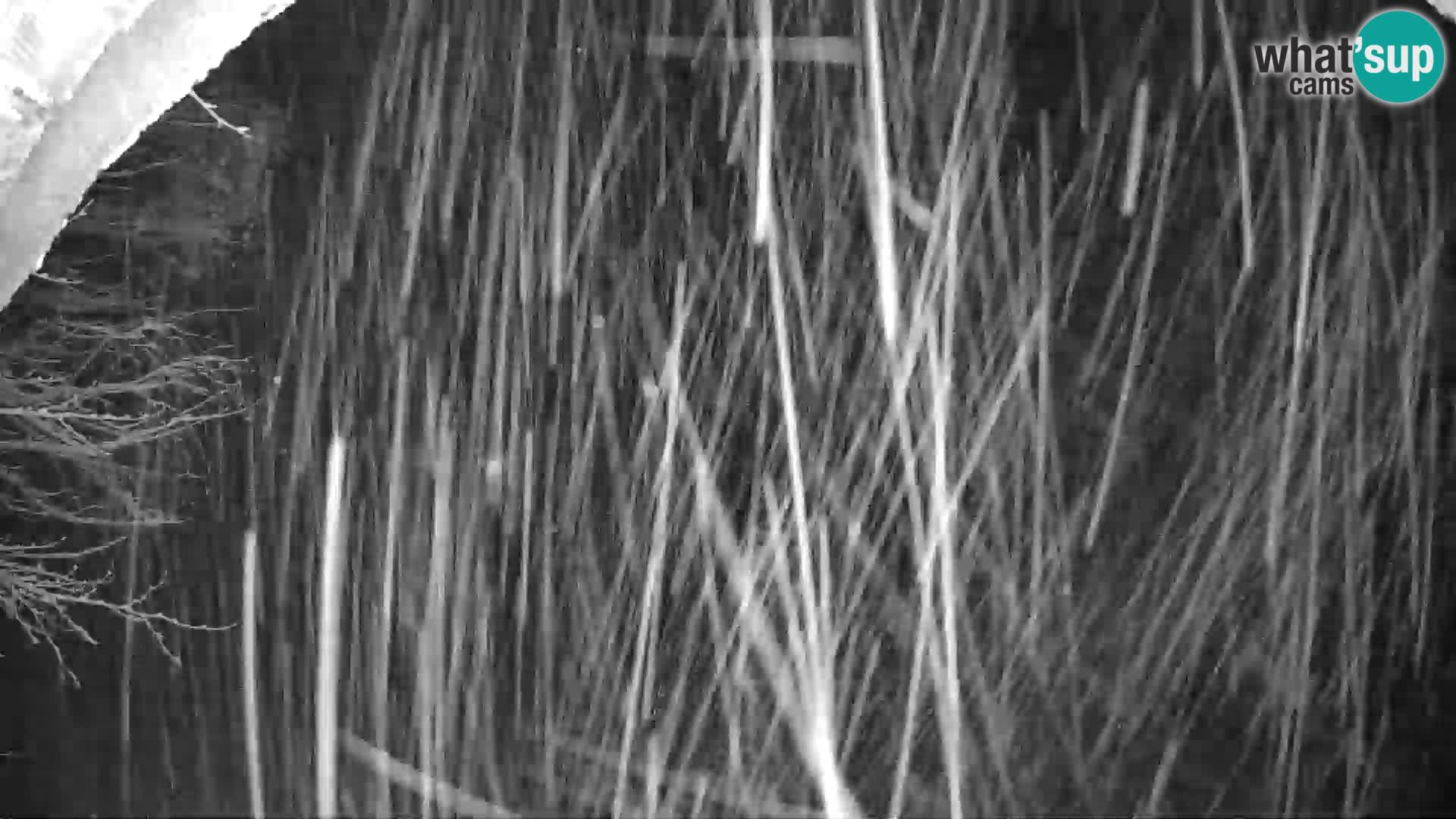 SKI Pohorje | Gare inférieure de Partizanka