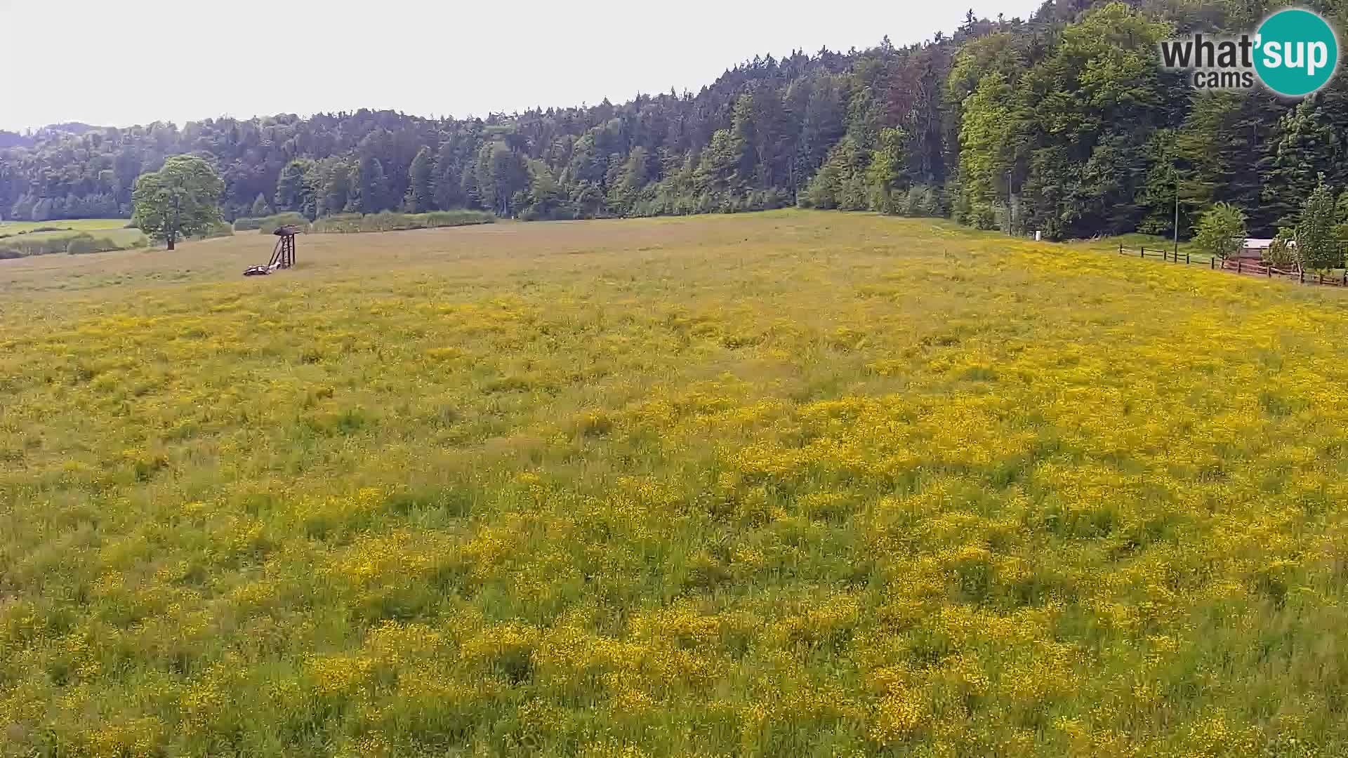 Le nordic center Bonovec – Live webcam