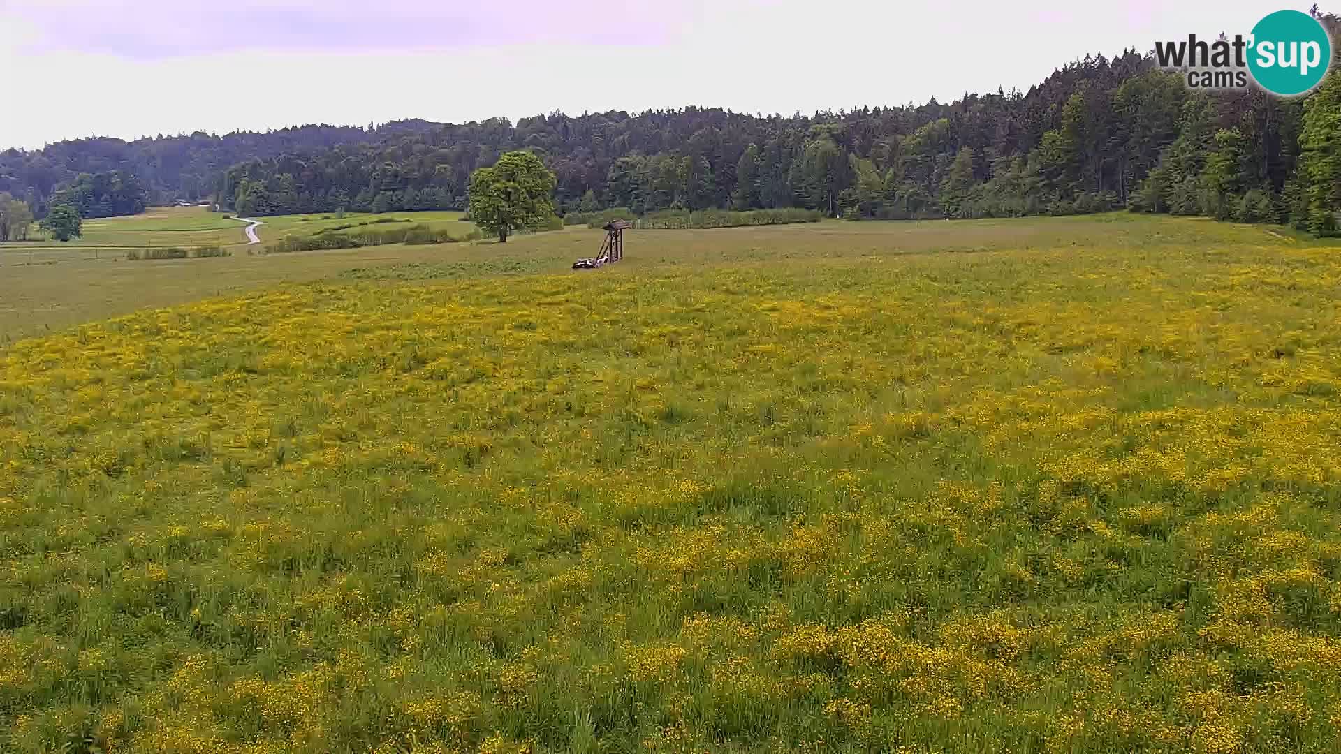 Live webcam Centro sci nordico a Bonovec