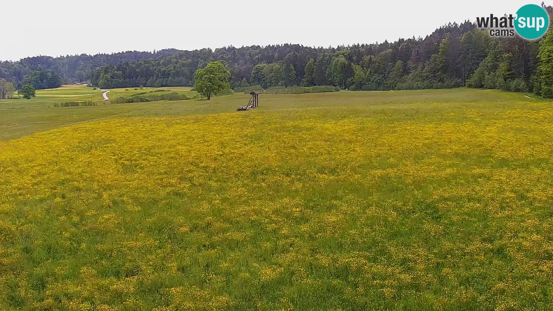 Webcam Live Nordic center Bonovec – Medvode