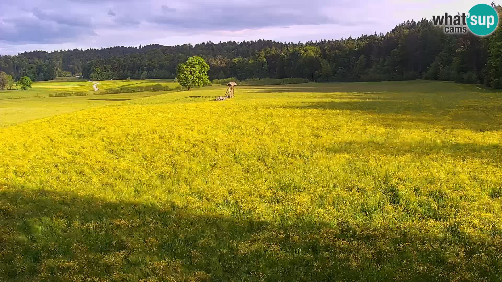 Live webcam Centro sci nordico a Bonovec
