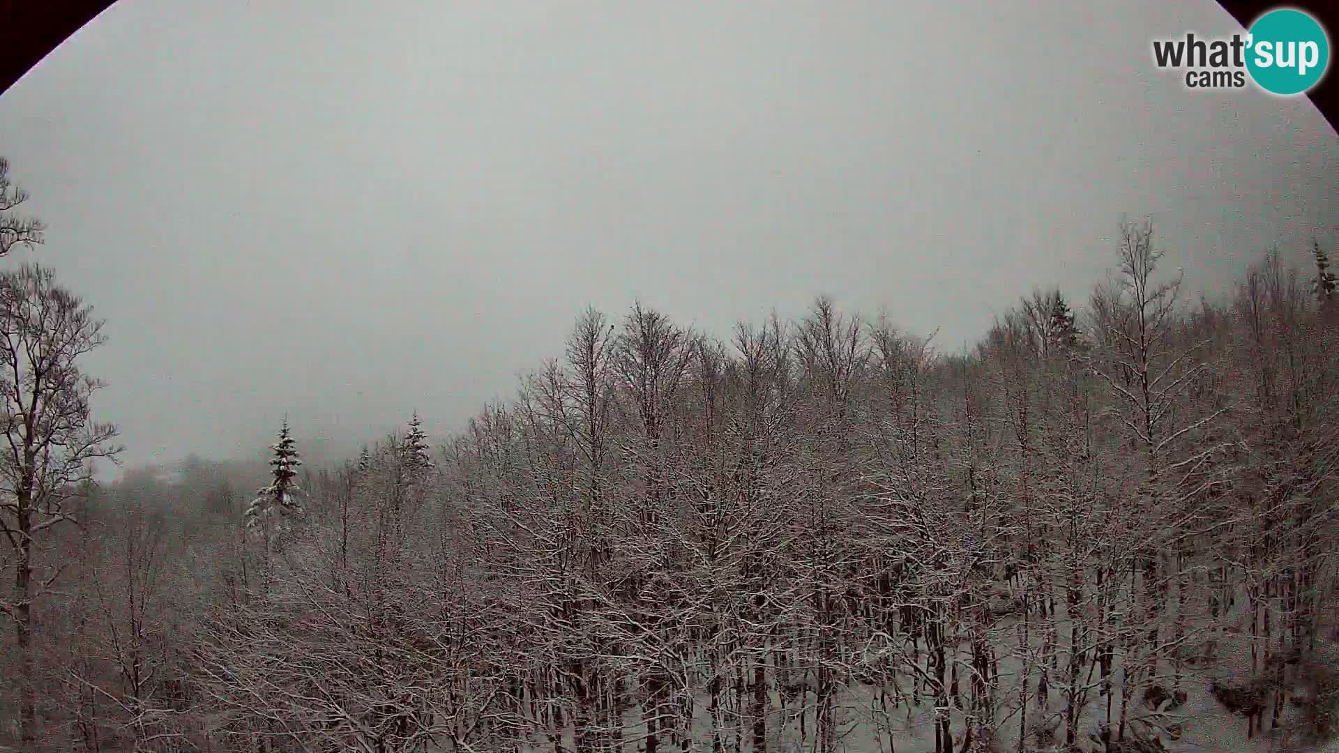 Webcam PLANINA RAZOR (1315) | Blick auf Vogel und Globoko