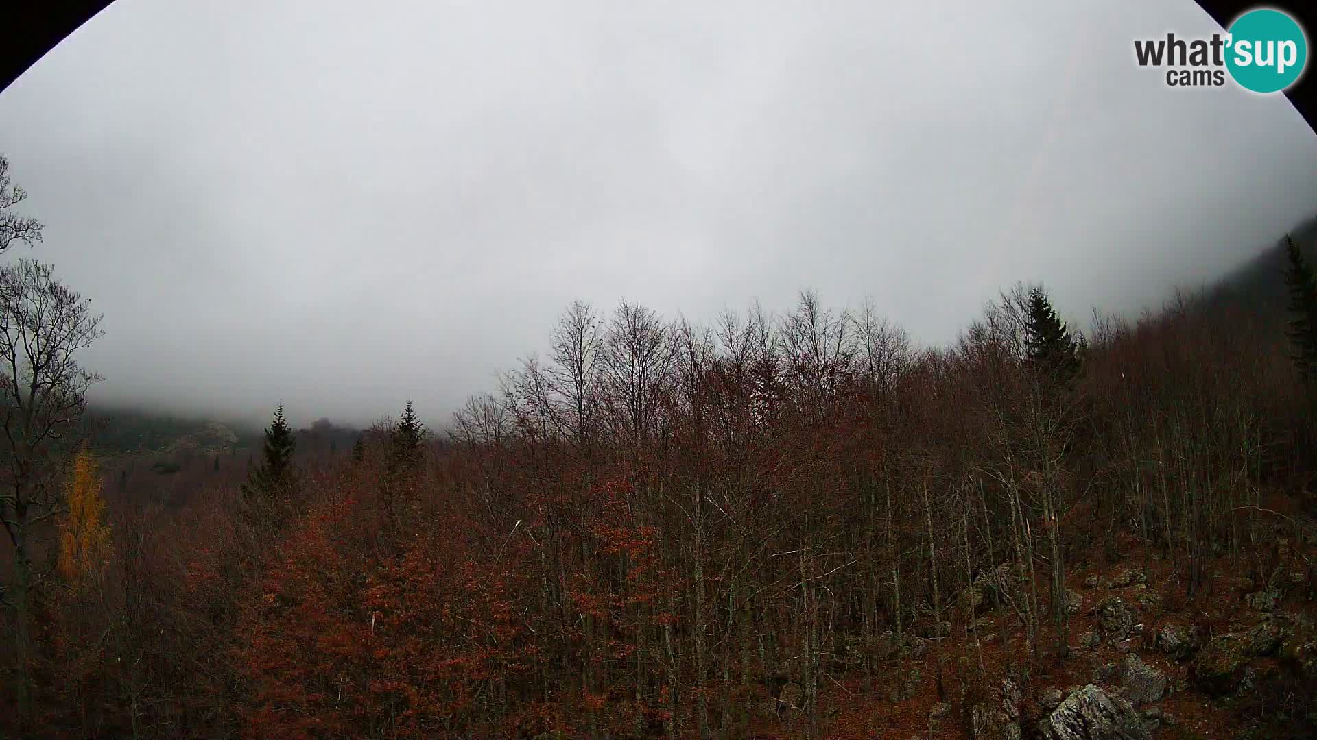 Webcam PLANINA RAZOR (1315) | Blick auf Vogel und Globoko