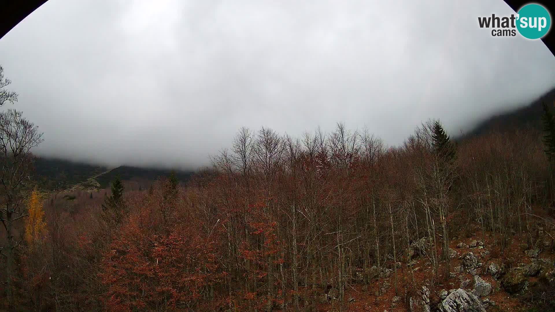 Webcam PLANINA RAZOR (1315) | Blick auf Vogel und Globoko