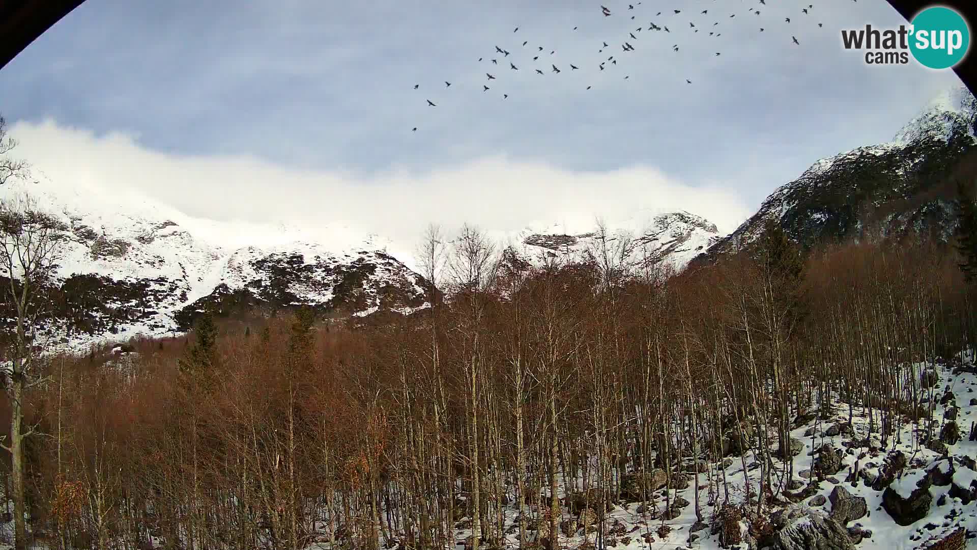 Cámara web PLANINA RAZOR (1315) | vista a Vogel y Globoko