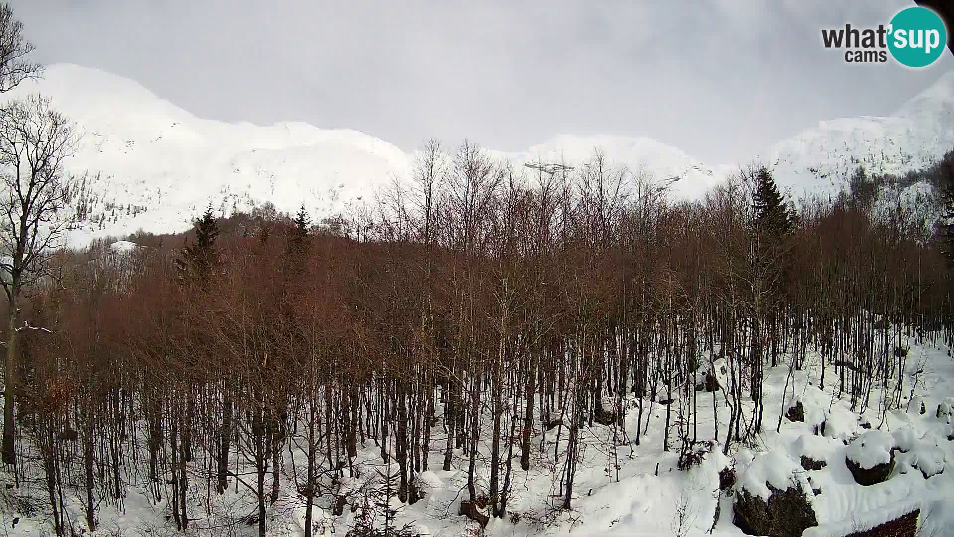 Webcam PLANINA RAZOR (1315) | Blick auf Vogel und Globoko
