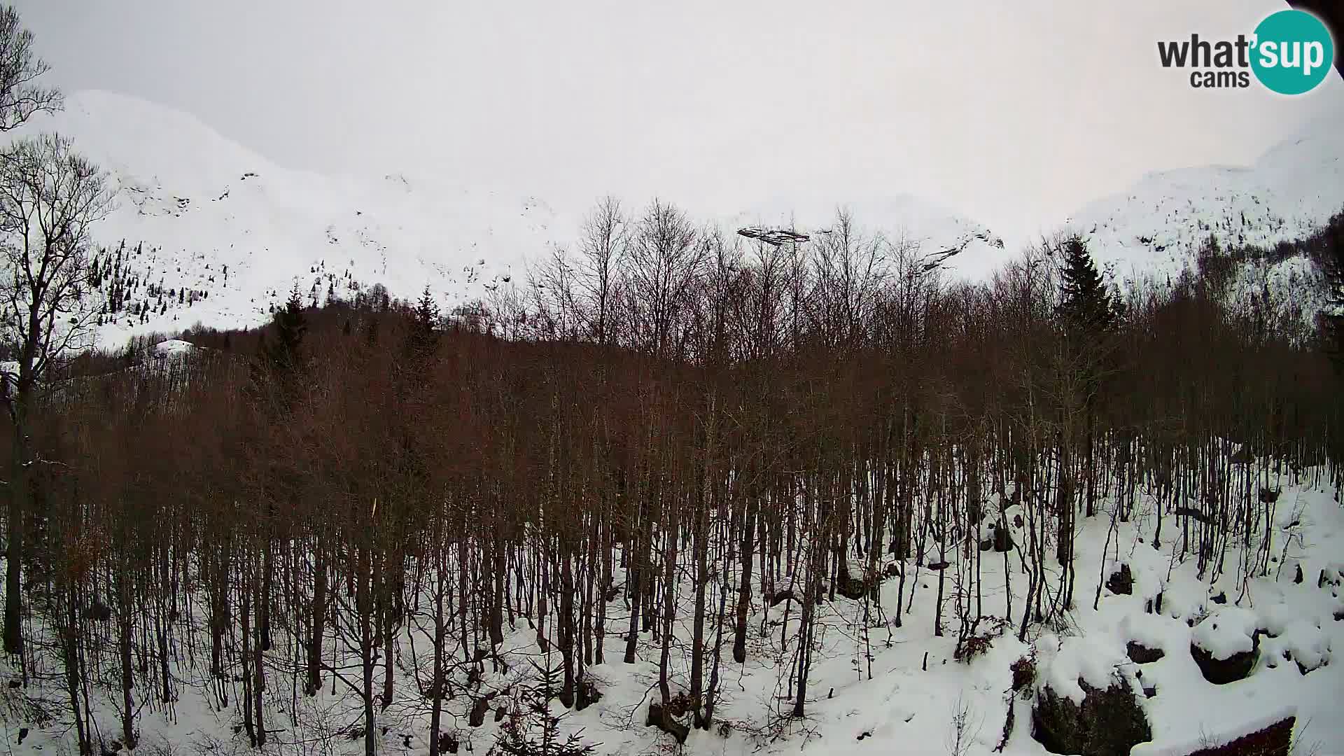 Webcam PLANINA RAZOR (1315) | Blick auf Vogel und Globoko