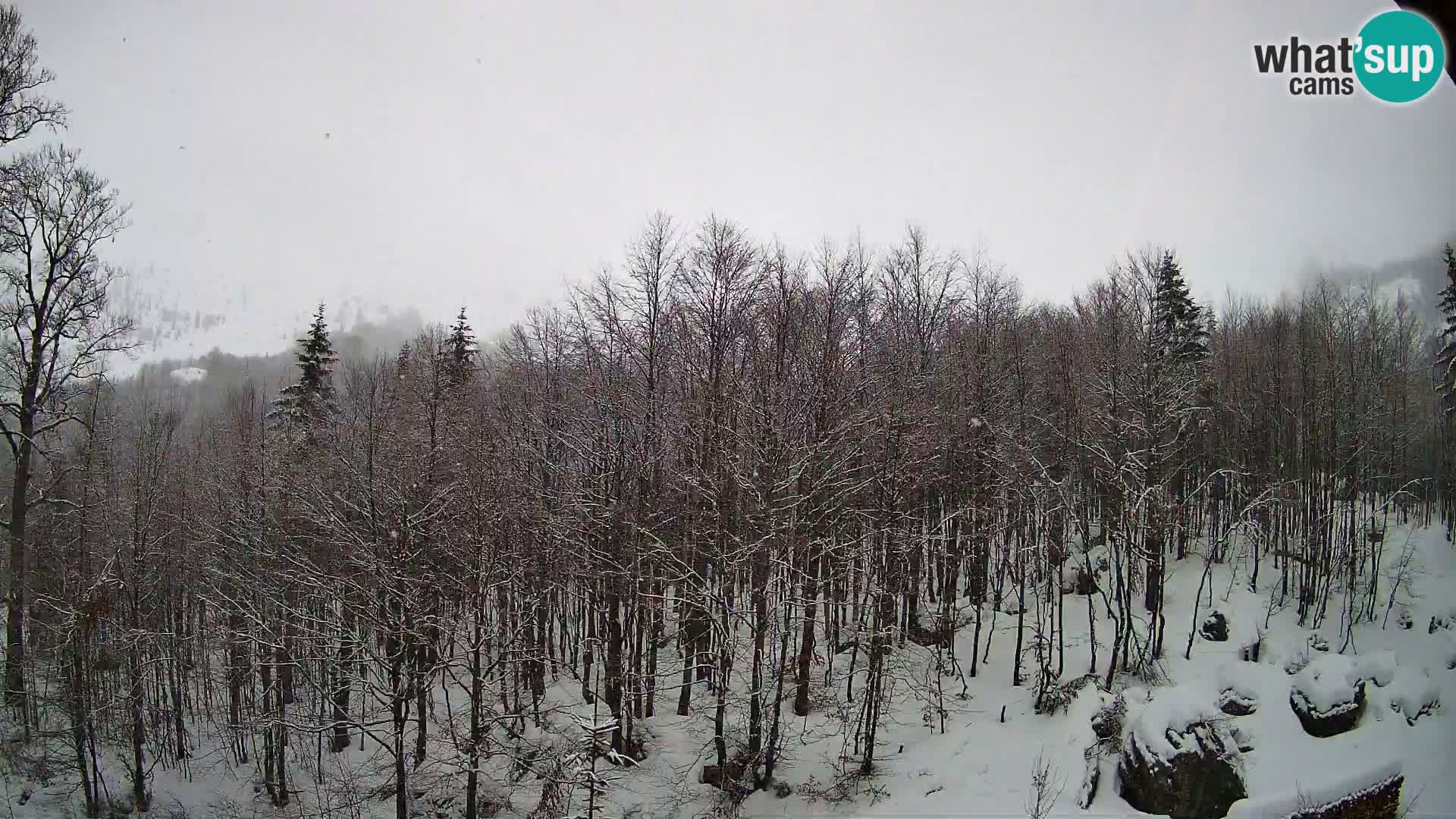 Webcam PLANINA RAZOR (1315) | Blick auf Vogel und Globoko