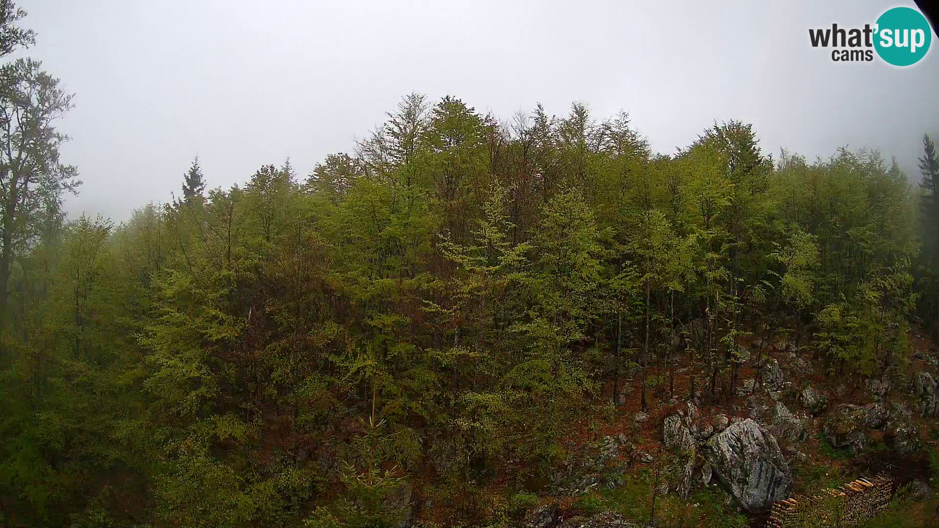 Webcam PLANINA RAZOR (1315) | Blick auf Vogel und Globoko