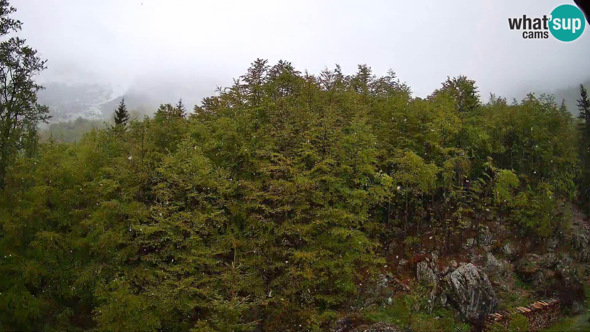Webcam PLANINA RAZOR (1315) | Blick auf Vogel und Globoko