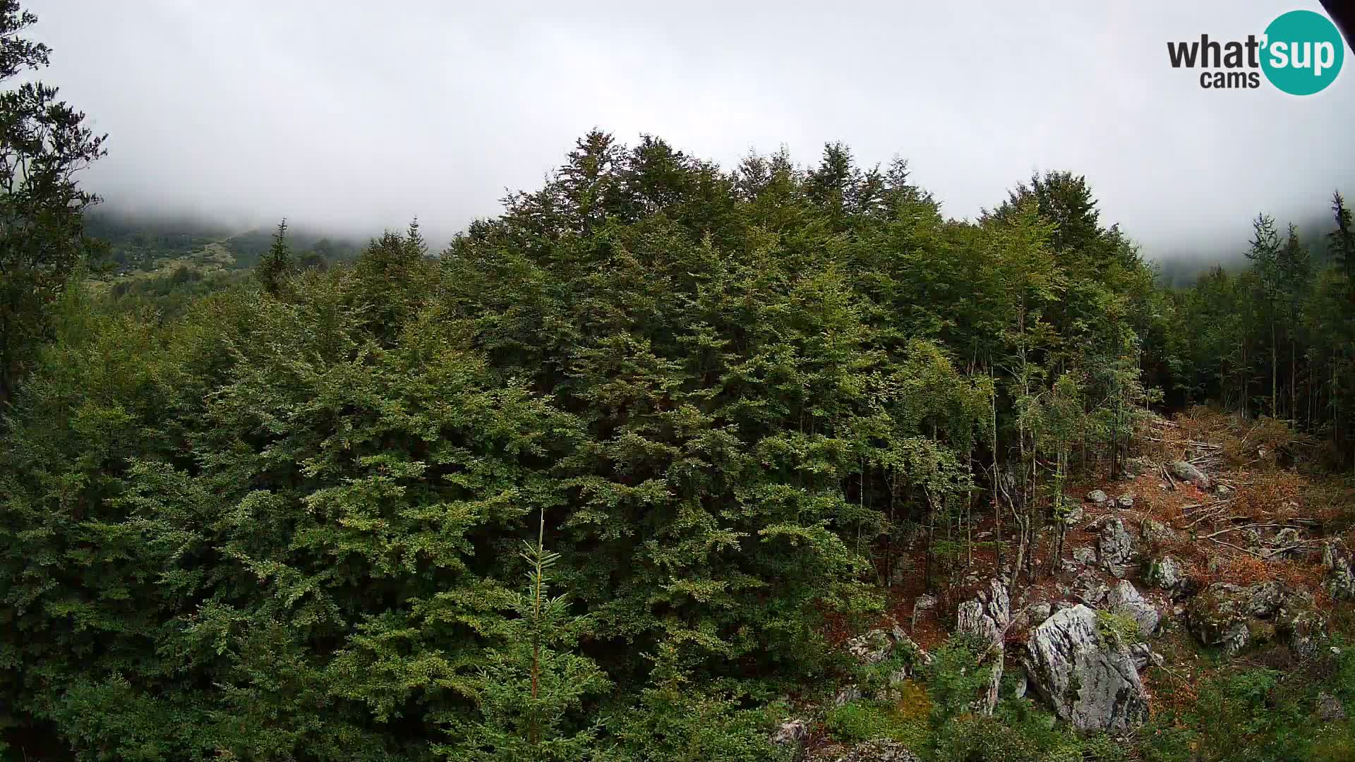 Webcam PLANINA RAZOR (1315) | Blick auf Vogel und Globoko
