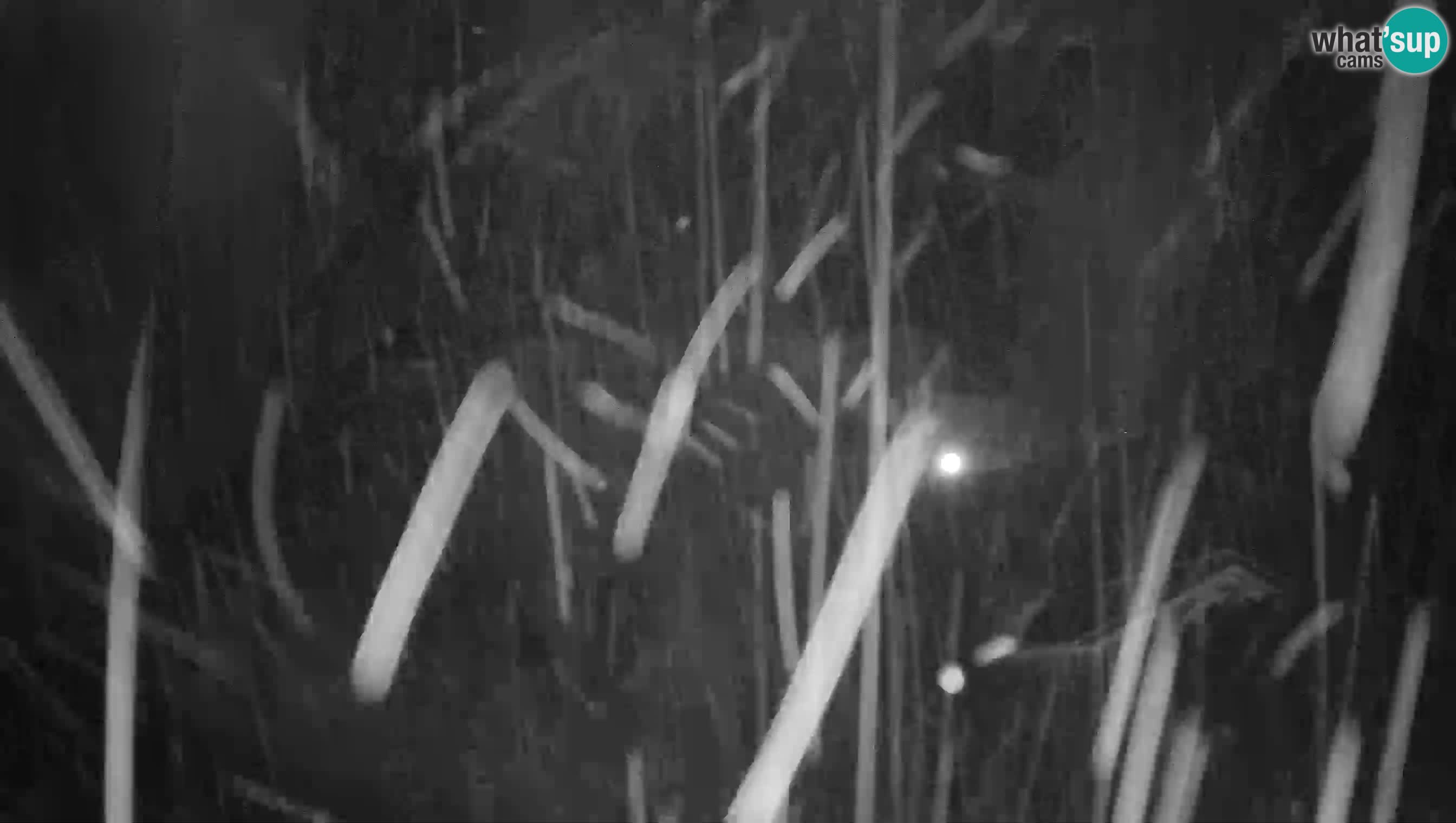 Live Webcam Grad Predjama – Château de Predjama – Postojna – Slovénie