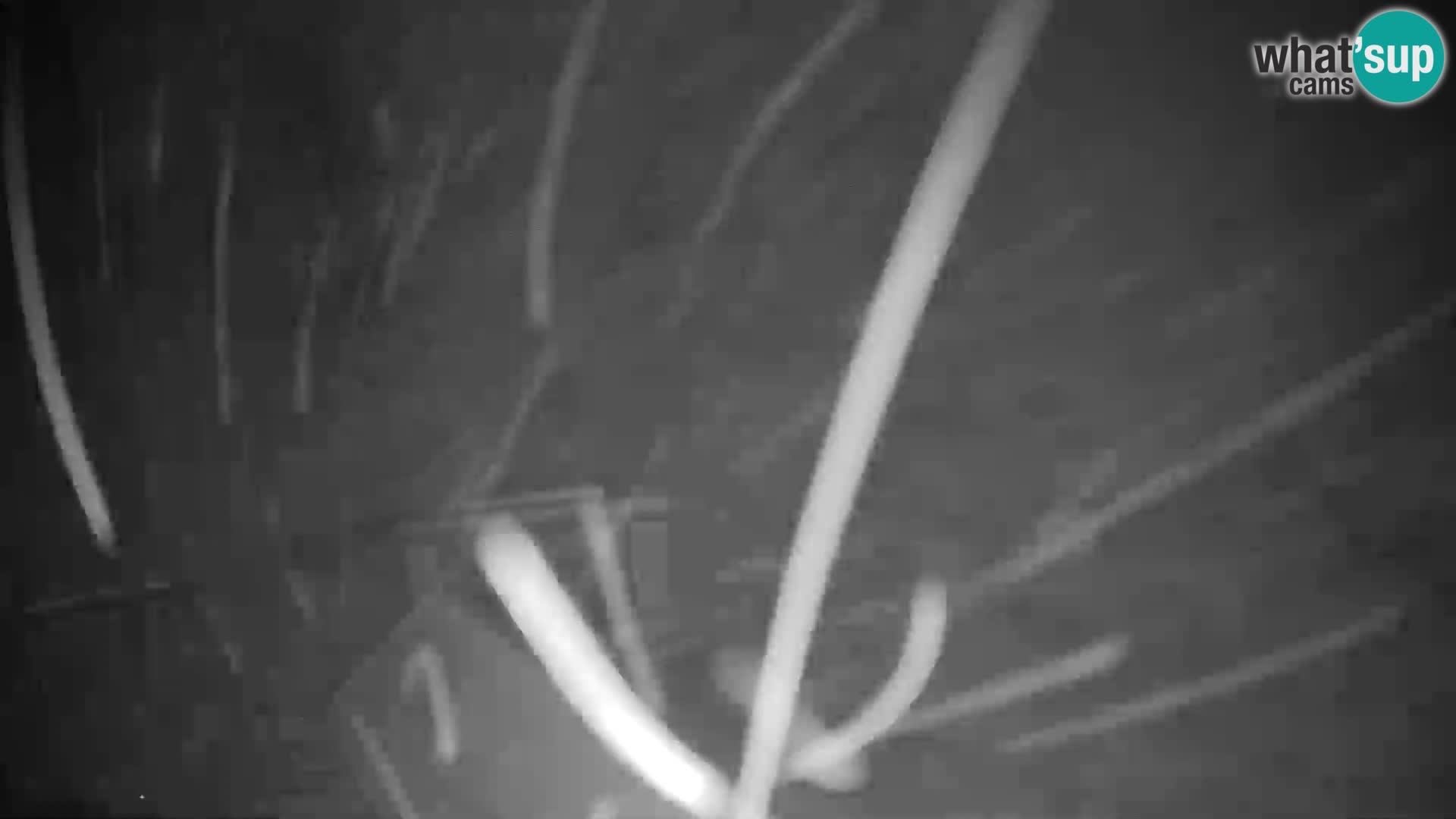 Rogla – Planja, Košuta, Jasa