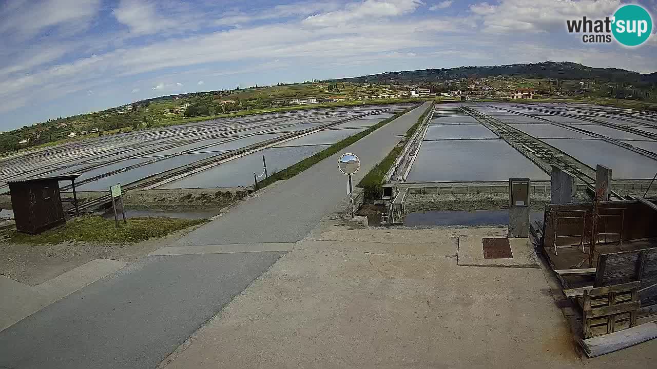 Parco Naturale Saline di Sicciole