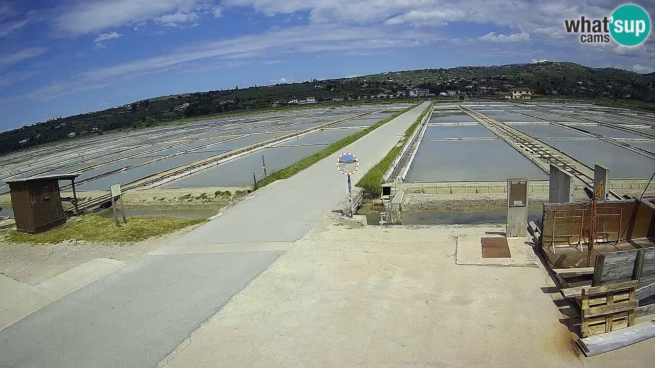 Naturpark der Salinen von Sečovlje